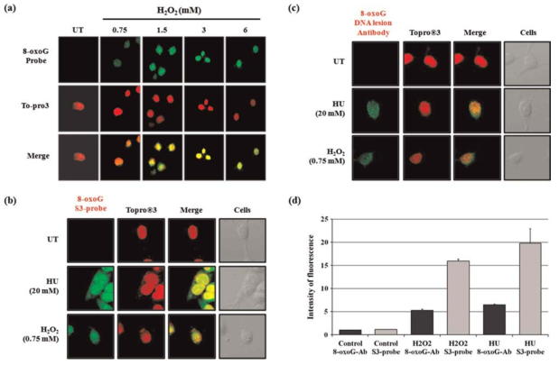 HeLa cell에 유도된 DNA 손상을 잘 감지하는 S3 peptide probe (a) HeLa cell에 0.75~6 mM H2O2를 처리하여 DNA 손상을 유도 후 4% PFA로 고정후 0.1% Tritonx-100로 permeablize후 S3 peptide 와 Topro3를 처리하여 각각 손상된 DNA와 핵을 염색. 이후 공초점 현미경으로 관찰. (b) HeLa cell에 HU 에 의해 유도된 DNA 손상정도를 잘 감지하는 펩타이드 프로브. (C) HeLa cell에 HU와 H2O2로 DNA 손상을 유도하여 8-oxoG를 감지하는 항체를 이용하여 면역형광법으로 염색. (d) DNA 손상을 감지하는 S3 peptide probe와 8-oxoG 항체의 형광 세기의 비교