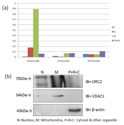 분별 원심분리를 통한 S3, VV, 그리고 IM peptide 프로브의 DNA 손상 세포 내에서의 분포 (a) HeLa cell에 H2O2를 0.75 mM 1h 처리하여 4% PFA로 세포고정, 0.1% Tritonx-100로 permeablize 처리 후 S3-original probe, S3-IM probe, S3-VV probe로 각각 incubation 후 sonication 처리. 이후 분별 원심분리에 의해 각각 cell free fraction (F), nuclear fraction (N), mitochondrial fraction (M) 그리고 polyribosome, soluble cytoplasmic fraction (P+R+C)으로 각각 나누어 거기에서 나오는 형광세기를 fluorescence plate reader로 측정. (b) 각 fraction의 western blot analysis. ORC2: Origin recognition complex subunit 2, VDAC1: Voltage-dependent anion-selective channel protein 1