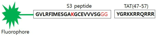 TAT-S3 펩타이드 프로브의 아미노산 서열-Fluorphore로서 Flamma 675를 붙였음