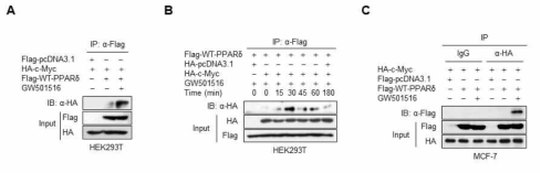 GW501516이 PPARδ와 c-Myc이 세포 내에서 단백질-단백질 상호작용에 미치는 영향