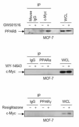 PPAR 및 c-Myc의 단백질-단백질 상호결합