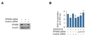 PPARδ를 억제시킨 세포주가 세포성장에 미치는 영향