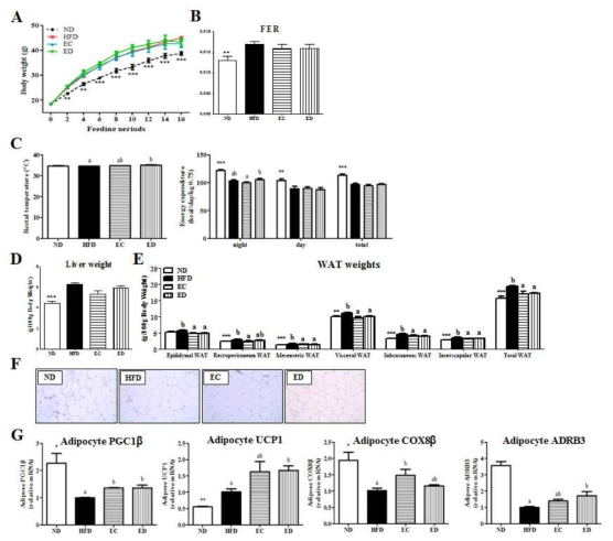 Effect of supplementation of eriocitrin and eriodictyol for 16 weeks on changes in the body weight (A), food efficiency ratio (B), rectal temperature and energy expenditure (C), the weights of liver (D) and white adipose tissue (WAT) (E), WAT morphology (magnification ×200) (F), and WAT gene expression (G) in C57BL/6N mice fed a high-fat diet. Data are mean±S.E. Significant differences between HFD versus ND are indicated; *p<0.05, **p<0.01, ***p<0.001. abMeans in the same row not sharing a common superscript are significantly different among the high-fat diet fed groups at p<0.05. ND, nomal diet (AIN-76); HFD, high-fat diet (20% fat, 1% cholesterol); EC, (HFD+0.005% Eriocitrin); ED, (HFD+0.005% Eriodictyol)