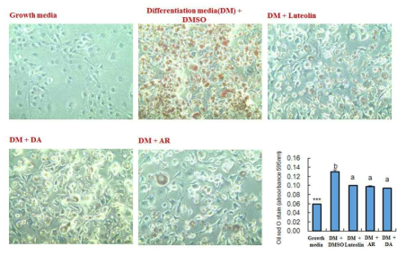 Effect of supplementation of luteolin and extracts of dandelion and artichoke containing high luteolin for 16 weeks on Oil Red O staining of 3T3-L1 cells. Data are mean±S.E. Significant differences between HFD versus ND are indicated; ***p<0.001. abMeans in the same row not sharing a common superscript are significantly different among the high-fat diet fed groups at p<0.05. ND, nomal diet (AIN-76); HFD, high-fat diet (20% fat, 1% cholesterol); LU, (HFD+0.005% Luteolin); DA, (HFD+0.005% Dandelin containing high luteolin); AR, (HFD+0.005% Artichoke containing high luteolin)