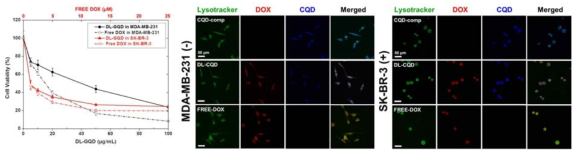 in vitro 세포독성평가 및 CLSM이미지