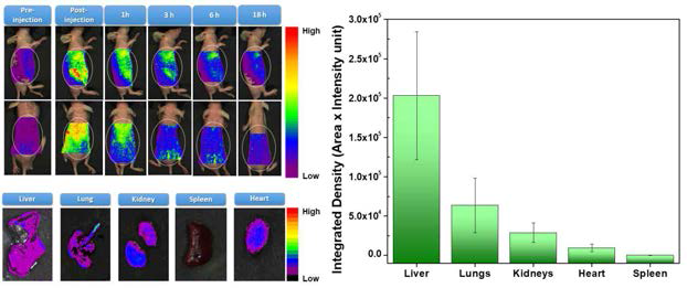 체내 이미징효과 검증 및 체내분포/독성 분석