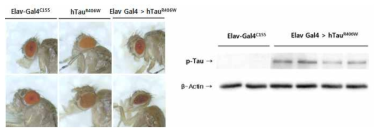 Elav-Gal4C155>hTauR406W 알츠하이머병 초파리 모델 확립