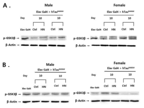 Western blot 기법을 이용한 p-GSK-3β 단백질 변화 확인. A: 성체단계 10일차 노출, B: 발달단계 10일차 노출