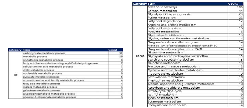 알츠하이머 모델 mRNA-sequencing 대사 관련 ontology 및 Kegg pathway 분석 결과