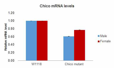 Chico mutant 당뇨병 질환 모델 검증