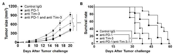 MHC class I이 결핍된 암에서 PD-1, Tim-3 항체에 의한 항암 효과 MHC class I이 결핍된 MC38 암 모델에서 PD-1 또는 Tim-3 항체 투여의 항암 효과를 비교함