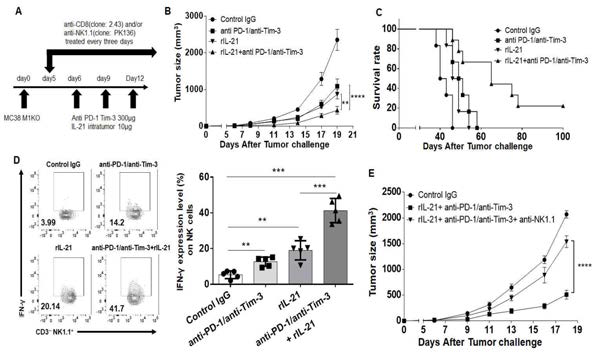 자연 살해 세포에 의한 anti-PD-1/Tim-3와 IL-21의 병용 투여의 항암 치료 효과 MHC class I이 결핍된 암에서 anti-PD-1/Tim-3과 IL-21의 병용 투여로 인한 암 성장 및 생존율을 측정함 (A-C). 이때 자연 살해 세포의 IFN-γ 생성을 분석함 (D). 자연 살해 세포의 depletion 을 통해 병용 치료에서 자연 살해 세포 의존성을 확인함 (E)
