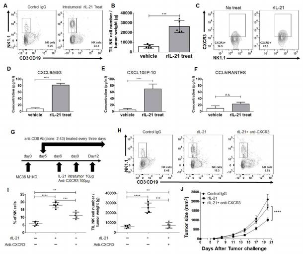 IL-21 투여에 의한 자연 살해 세포의 암 조직 침투 증가 IL-21 투여에 의한 암 조직 내 자연 살해 세포의 침투를 분석함 (A, B). 침투한 자연 살해 세포의 CXCR3의 발현 (C)과 암 환경 내 chemokine 분비 (D-F)를 측정함. 자연 살해 세포의 암 조직 내 침투에 chemokine이 미치는 영향을 확인하고자, anti-CXCR3을 처리한 후, IL-21에 의한 자연 살해 세포의 변화 및 항암효과를 확인함 (G-H)