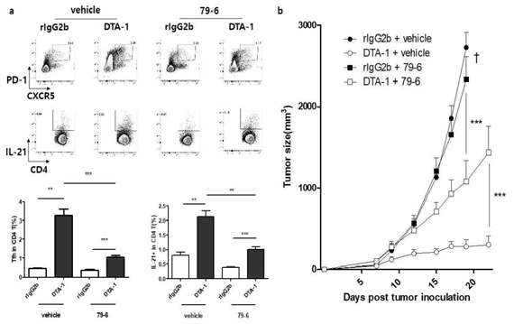Follicular Helper T 세포의 발달이 이루어지지 않는 상황에서 항 GITR 자극 항체의 항암면역 효과 감소 확인 (a) 79-6 복강주사 시 암 조직 투여 후 12일째 암 주변 림프절에서 Follicular helper T 세포와 IL-21 을 발현하는 CD4 T 세포의 비율. (b) 항 GITR 자극 항체와 79-6 처리에 의한 CD26 고형암 마우스의 암 성장 그래프