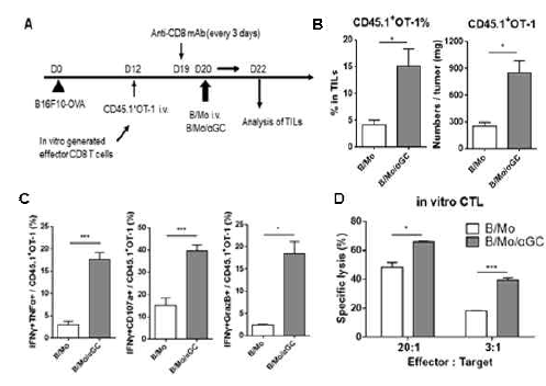 αGC를 적재한 항원 제시 세포로 인한 암 항원 특이적인 CD8 T 세포의 기능 회복 암 조직 내의 암 항원에 특이적인 CD8 T 세포의 기능 저하를 유도하기 위한 실험 방법 (A). αGC를 적재한 항원 제시 세포의 투여로 인한 암 항원 특이적인 CD8 T 세포의 증식, 기능 및 세포 독성의 변화 (B-D)