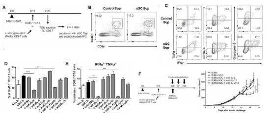 αGC에 의해 유도된 IL-2와 IL-12에 의한 암 조직 내 CD8 T 세포의 기능 회복 암 조직 내의 기능이 저하된 암 항원 특이적인 CD8 T 세포를 분리해 αGC supernatant로 자극함 (A). 암 항원에 특이적인 CD8 T 세포의 증식과 사이토카인 생성을 분석함 (B, C). 또한, 사이토카인 중화 항체를 처리하여 αGC에 의한 암 항원에 특이적인 CD8 T 세포의 기능 회복에 관여하는 사이토카인을 확인함 (D, E). 고형암 마우스 모델에서 IL-2와 IL-12의 중화 항체의 처리가 αGC가 적재된 항원 제시 세포로 인한 항암 치료 효과를 억제할 수 있음을 확인함 (F)