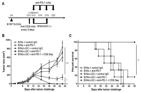 PD-1 차단제와 α GC를 적재한 항원 제시 세포의 병용 투여를 통한 항암 치료 효과의 극대화 PD-1 차단제에 저항성을 나타내는 암 모델에서 αGC를 적재한 항원 제시 세포와 PD-1 차단제의 병용 투여로 인한 항암 치료 효과를 암 성장과 마우스 생존율을 통해 확인함