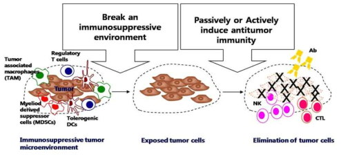 암 주변 면역 억제 환경 극복과 항암 면역력 향상을 통한 항암 치료 효과의 극대화 자연 살해 세포와 CD8 T 세포를 비롯한 항암 면역 세포들의 결핍 및 기능 저하 현상과 면역 억제 기능을 지닌 다양한 세포들로 인한 암 주변 면역 억제 환경을 극복하는 기술과 본 연구진의 다양한 항암 면역 치료 기술들과 함께 적용해 항암 면역 치료 효과를 극대화시키고자 함