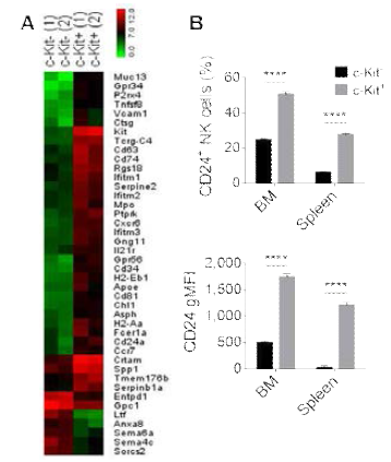c-Kit 발현 여부에 따른 CD11b+CD27+ 자연 살해 세포의 transcriptome 변화 분석 및 c-Kit+ 자연 살해 세포의 CD24 expression 증가 CT26 고형암 마우스의 비장에서 얻은 c-Kit- 자연 살해 세포와 c-Kit+ 자연 살해 세포의 RNA sequencing을 진행함. fold-change 5 이상의 DEG 중 세포막에서 발현되는 surface marker들의 normalized gene expression level을 표시함 (A). 이들 중 CD24 (gene name Cd24a)의 발현 증가를 c-Kit+ 자연 살해 세포에서 flow cytometry로 확인함 (B)
