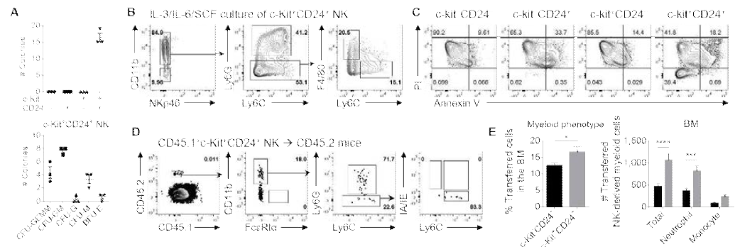 c-Kit+CD24+ 자연 살해 세포의 골수성 세포로의 분화 CD11b+CD27+ 자연 살해 세포를 c-Kit과 CD24 발현 여부에 따라 나눠 colony-forming unit assay를 수행해 myeloid cell development 여부를 관찰함 (A). CFU (colony-forming unit), BFU (burst-forming unit), GEMM (granulocyte, erythrocyte, macrophage, megakaryocyte). c-Kit+CD24+ 자연 살해 세포를 IL-3, IL-6, SCF 하에서 5일간 배양해 골수성 세포로 분화를 flow cytometry로 확인함 (B). 그 외의 자연 살해 세포는 apoptosis를 겪음을 밝힘 (C). c-Kit+CD24+ 자연 살해 세포를 TC-1 고형암 모델의 CD45.1 마우스에 주입하고 6일 뒤, 골수내 transferred cell의 골수성 세포 표현형과 골수성 세포로 전환된 세포의 수를 분석함 (D, E)