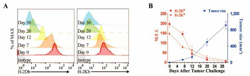 마우스 모델에서 암의 성장에 따른 암세포의 MHC class I 발현 암세포 이식 후 암 조직을 적출하여 암세포의 H-2Kb와 Db 발현을 분석 (A). 암의 크기와 함께 H-2Kb, Db의 발현을 확인 (B)
