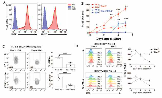 MHC　class I이 결핍된 암세포를 이용한 자연 살해 세포의 기능 저하 연구 TC-1 암세포에서 H2-Kb와 Db 유전자의 제거 (A). MHC Class I가 결핍된 암세포와 자연 살해 세포를 함께 coculture 하였을 때 Tim-3와 PD-1의 발현 변화를 확인함 (B). αNKp46 자극에 대한 자연 살해 세포의 기능을 확인함 (C). ULBP-2 세포 자극에 대한 Tim-3+ 인간 자연 살해 세포의 기능 저하를 확인함 (D)