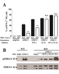 IL-21에 의한 ERK 신호전달 회복을 통한 기능 저하된 자연 살해 세포의 기능 회복 (A) MHC class I가 결핍된 암세포를 이식한 마우스에서 기능 저하된 자연 살해 세포를 분리 후 IL-21 혹은 IFN-γ 처리에 의한 IFN-γ 생성을 확인함. (B) MHC Class I 분자가 결핍된 암세포를 이식한 마우스로 부터 기능 저하된 자연 살해 세포를 분리 후 In vitro에서 IL-21 혹은 IFN-γ 처리 후 ERK 신호 전달이 회복 되는 것을 관찰함