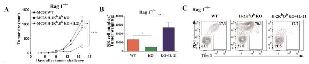 Rag1-/- 마우스 모델에서의 IL-21에 의한 항암 효과 MHC class I가 결핍된 암세포를 이식한 Rag1-/-마우스에서 IL-21의 투여로 인한 암 성장을 비교함 (A). 이때 암 조직 내 침투한 자연 살해 세포의 수 (B)와 면역억제 분자인 Tim-3 PD-1의 발현을 분석함 (C)