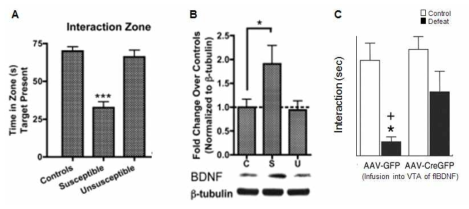 만성 사회적 패배 모델 (chronic social defeat model)에서 보여지는 BDNF의 발현 변화와 중요 기능 A. Susceptible 그룹에서만 Social avoidance 행동을 보인다. B. Chronic social defeat으로 인해 susceptible 그룹의 중격의지핵(NAc) BDNF 단백질 발현양이 증가하였다. C. VTA에 BDNF KO을 시키면 Social avoidance 행동을 보이지 않는다(Science, 2006; Cell 2007)