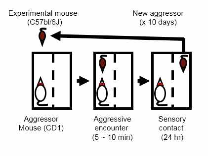 장기적 사회패배 스트레스 실험 모식도. C57BL/6J 생쥐를 다른 칸에 있던 CD1 생쥐에 5-10분 동안 노출시킴으로써 defeat되게 함. 이후, C57BL/6J 생쥐는 다른 cage에 다른 CD1 생쥐가 있는 반대 칸에 housing하며, 이 과정을 10일 동안 반복함. 이러한 C57BL/6J의 순환과정을 통해 defeat되는 생쥐는 한 마리의 aggressor에 익숙해지지 않도록 함