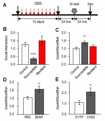 장기적 사회패배 스트레스 실험을 통하여 Gadd45b가 스트레스 취약 그룹 (susceptibel)에서 증가한다는 것을 알게되었고, 정외과적 수술을 통한 mice NAc 부위의 BDNF infusion과 광유전학적 활성을 통한 VTA-NAc 도파민 회로의 활성을 통해 Gadd45b 유전자 발현이 증가됨을 확인함