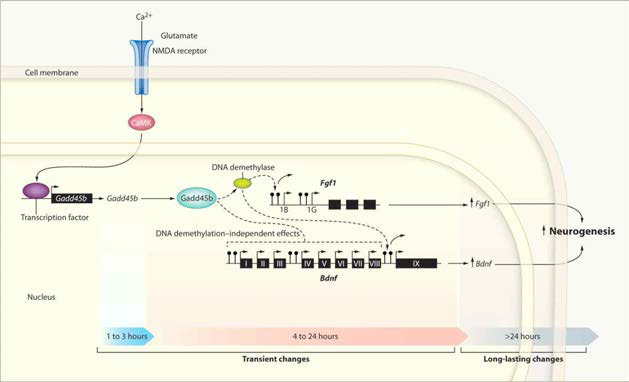 Gadd45b에 의한 타겟유전자 (e.g., bdnf, fgf1)의 promoter 영역에서의 DNA demethylation. Hippocampus에서의 Gadd45b는 DNA demethylation을 통해 neurogenesis를 조절하는 것으로 알려져 있음