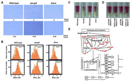 Ciclopirox의 항생 물질 효과 pathway 규명