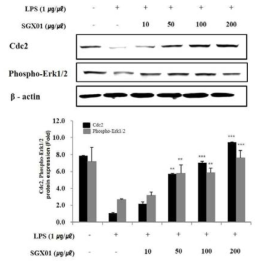 Effects of SGX01 on Cdc2and phospho-Erk1/2 proteins level in LPS-treated　A549 cells. A549 cells were cultured and treated with LPS　or LPS plus SGX01 for 24 hr. Cell lysate was used for　western blot analysis with anti-Cdc2 or Phospho-Erk1/2 antibody. Western blot　analysis for actin protein was performed as an internal control.　Lanes 1: intact control, 2: LPS (1 ㎍/㎕), 3: LPS (1 ㎍/㎕) plus SGX01 (0.01 ㎎/㎖), 4: LPS (1 ㎍/㎕) plus SGX01 (0.05 ㎎/㎖), 5: LPS (1 ㎍/㎕) plus SGX01 (0.1 ㎎/㎖), 6: LPS (1 ㎍/㎕) plus SGX01 (0.2 ㎎/㎖)