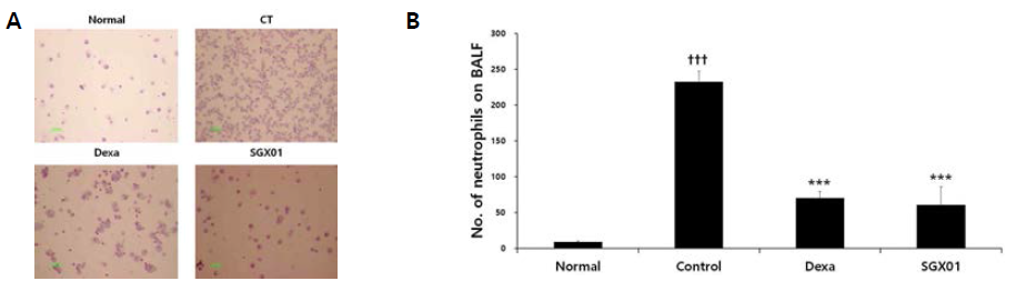 Effect of SGX01 on cytospin image (A) and neutrophils count (B) of BALF in COPD mice