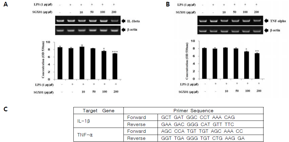 Effects of SGX01 on TNF-α (A) and IL-1β (B) mRNA expression in　LPS-treated A549 cells. Primer Sequences (C). A549 cells were cultured and　treated with elastase or elastase plus SGX01 for 24 hr. RT-PCR　analysis of TNF-α and IL-1β mRNA expression was performed with β-actin　as an internal control. Lanes 1: intact control, 2: LPS (1 ㎍/㎕), 3: LPS (1 ㎍/㎕) plus SGX01 (0.01 ㎎/㎖), 4: LPS (1 ㎍/㎕) plus SGX01 (0.05 ㎎/㎖), 5: LPS (1 ㎍/㎕) plus SGX01 (0.1 ㎎/㎖), 6: LPS (1 ㎍/㎕) plus SGX01 (0.2 ㎎/㎖)