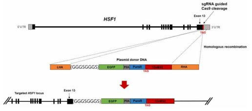HSF1 유전자 말단에 RNA 표지자 삽입을 위한 HDR template