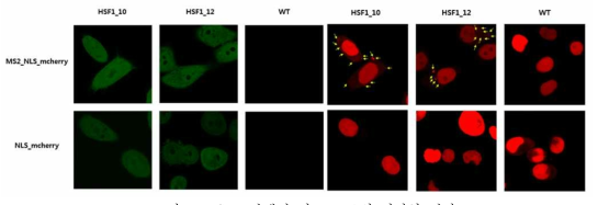 HSF1 단백질 및 mRNA의 시각화 결과