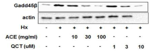 천연물 ACE에 의한 Gadd45β의 발현 변화