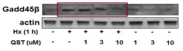 천연물 유래 성분 QST에 의한 Gadd45β의 발현 변화