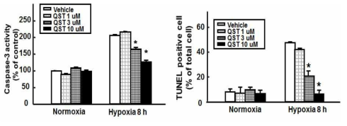 천연물 유래 성분 QST에 의한 세포사멸 억제 효능