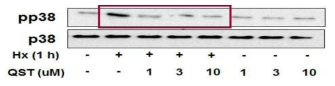 천연물 유래 성분 QST에 의한 p38 활성 억제