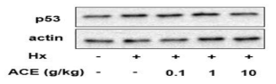 천연물 ACE에 의한 p53 발현 억제 효능