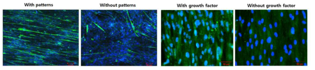 면역형광법을 통해 검증한 패턴 유무에 따른 근육세포의 조직분화(왼쪽) 및 성장인자 유무에 따른 줄기세포의 심근세포분화(오른쪽)