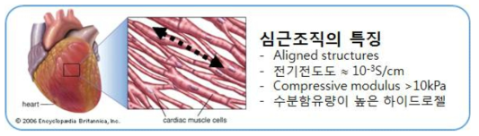 실제 심장의 심근 조직의 특징