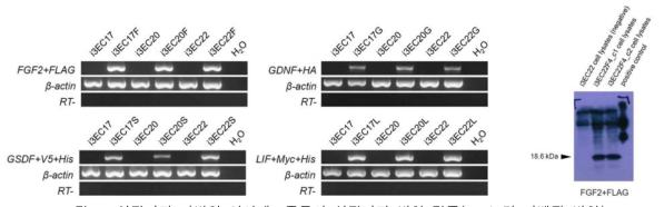 성장인자 과발현 영양세포주들의 성장인자 발현 검증(mRNA 및 단백질 발현)