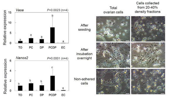 난소 생식선 줄기세포 분리 방법에 따른 vasa 및 nanos2 발현량 비교와 조합 방법에 의해 분리된 난소 세포 사진. TO, total ovary; PC, percoll density gradient centrifugation (밀도기울기원심분리법); DP, differential plating (선별배양법); PCDP, PC 및 DP 두 방법의 조합; EC, embryonic cells. Scale bar = 20 μm