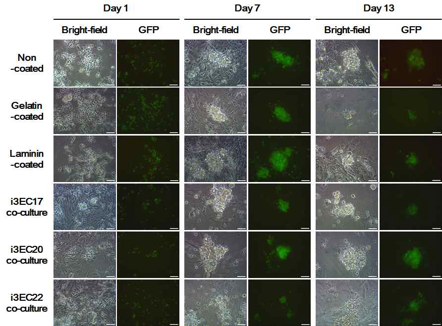 조건별 난소 유래 배양세포의 사진. Scale bar = 50 µm