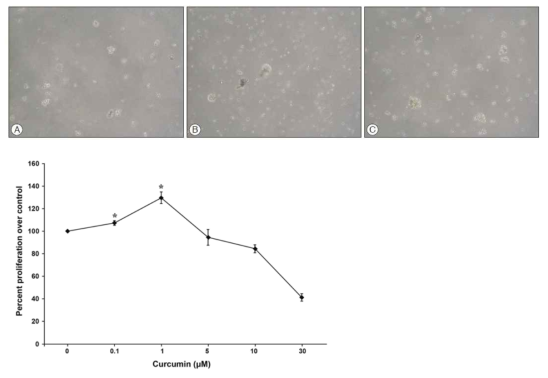 대조군인 A에 비하여 0.1uM과 1uM 그룹에서 증식이 촉진되는 것을 확인할 수 있었다