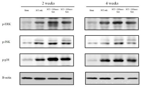 Western blot 결과. MAPkinase의 의미있는 증가를 확인함